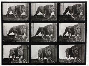 Time-Lapse Photographs of a Lion Pacing Its Cage