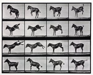 Time-Lapse Photographs of a Mule Kicking