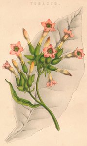 Tobacco, 19th century by Unbekannt