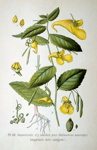 Touch-me-not Balsam