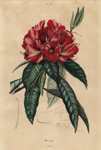 Tree rhododendron, Rhododendron arboreum