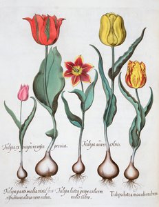 Tulips by Unbekannt