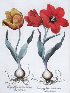 Tulips by Unbekannt