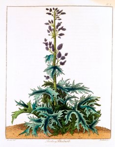 Turkey Rhubarb, 1798