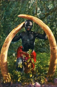 Tusks of an African Elephant, c. 1928