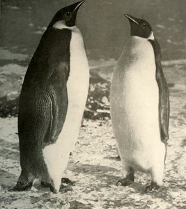 Two Emperor Penguins by Unbekannt