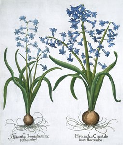 Two Blue Hyacinths by Unbekannt