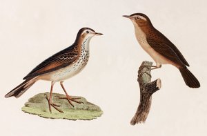 Two Colour Illustrations of Birds