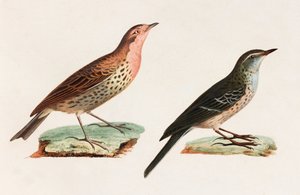 Two Colour Illustrations of Birds