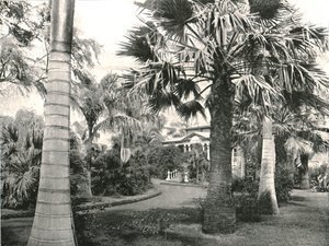 Typical Hawaiian yard, Honolulu, USA, 1895