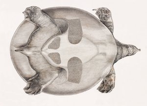 Underneath View of a Turtle by Unbekannt