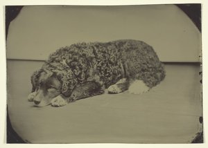 Untitled Dog, 1850-1899 by Unbekannt