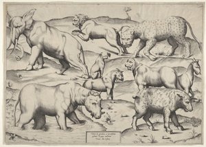 Various Animals by Unbekannt