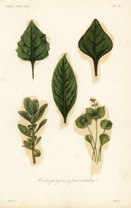 Vegetable and salad leaves