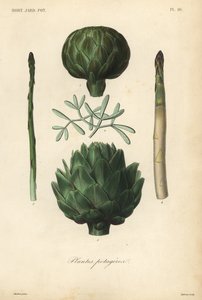 Vegetables