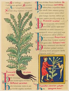 Verbena or Vervain by Unbekannt