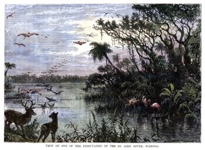 View on One of the Tributaries of the St John River, Florida, 19th century by Unbekannt