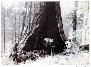 Wagon passing through a giant tree, North America, c 1900