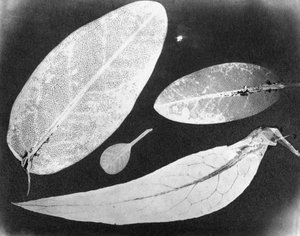 Water fixed photo Four leaves, summer 1839 by Unbekannt