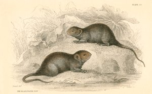 Water Vole Arvicola Terrestris, Also Known as the Black Water Rat by Unbekannt