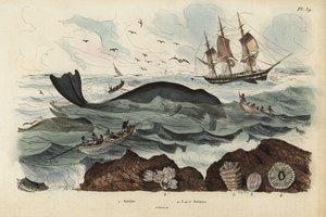 Whalers hunting a North Atlantic right whale, Eubalaena glacialis, endangered, and barnacles