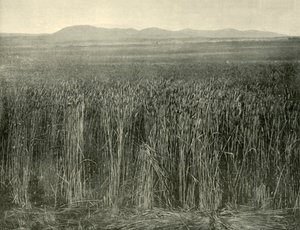 Wheat Field, Canning Downs, Queensland, 1901