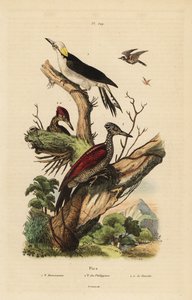 White woodpecker, Melanerpes candidus, Philippine pygmy woodpecker, Yungipicus maculatus, male and female by Unbekannt