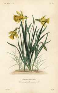 Wild daffodil or Lent lily