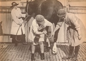 Women as farriers in the horse hospital of a big firm of haulage contractors, c1916