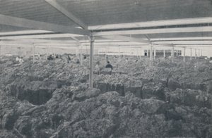 Wool for Sale in a Melbourne Showroom by Unbekannt