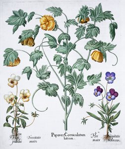 Yellow Horned Poppy by Unbekannt
