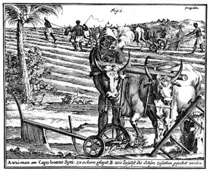 Yoking Oxen and Ploughing Fields, South Africa
