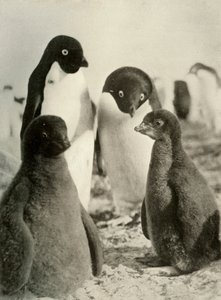 Young Adelie and Parents, c1908, 1909 by Unbekannt