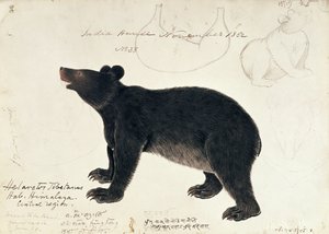 Drawing of an Asiatic Black Bear, Ursus Tibetanus, from the Central Region of Himalaya by Unbekannt Unbekannt