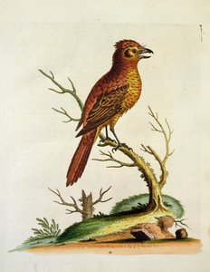Indian Great Crested Bulcher Bird, published May 1742 by G.E. Inard