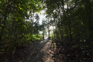 Path in the jungle by Camp Leaky, Tanjung Puting National Park, Central Kalimantan, Borneo, Indonesia