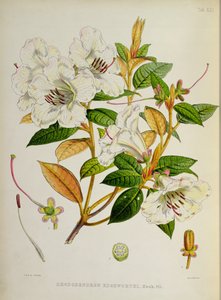 Rhododendron: Edgeworthi from The Rhododendrons of Sikkim-Himalaya by J.D. Hooker 1849-51 by Unbekannt Unbekannt