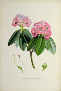 Rhododendron Microgynum by Raymond Booth: Fine art print