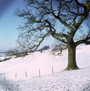 Winter landscape, Hockley Downs, Essex