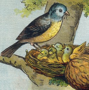 A Bird Feeds Its Young in a Nest. Engraving in 