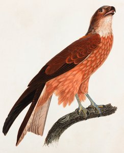 Brown Bird (color illustration)