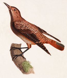 Bird (color illustration)