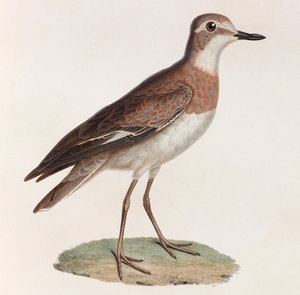 Bird (color illustration)