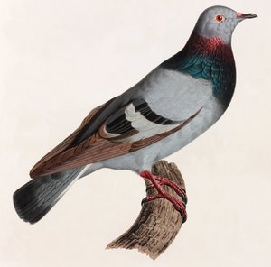 A Color Illustration of a Pigeon