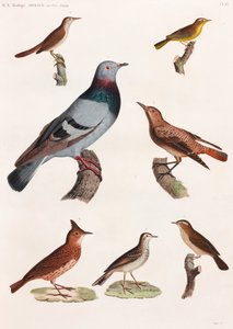 A Full Page Series of Color Illustrations of Birds by Unbekannt