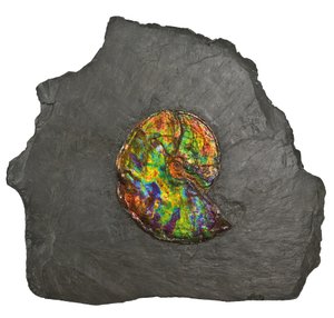 A large iridescent ammonite, from Canada by Unbekannt