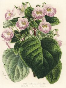 Achimenantha x naegelioides, lilac cultivar