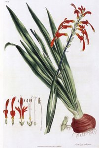 African corn lily (Mais a lys d