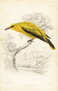 African Golden Oriole, Oriolus auratus (Naturalist