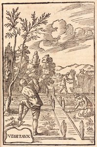 Agriculture: Farmers and Farm Workers Digging, Hoeing and Harvesting by Unbekannt